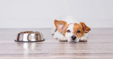 Top 10 dog diets for a healthy life